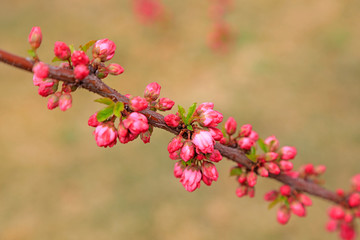 Fototapeta na wymiar Flowering plum blossoms in the garden
