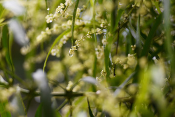 raindrops on flowers that bloom