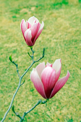 Obraz premium Magnolia flower in the wild