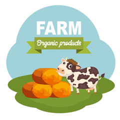 Cows in the farm scene. Concept for nature, country and healthy life and food. Organic food. Flat vector illustration