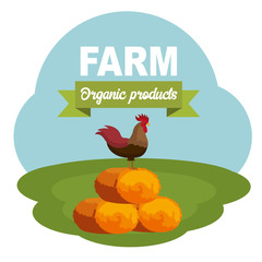 Roosters in the farm scene. Organic and healthy food concept. Flat vector illustration