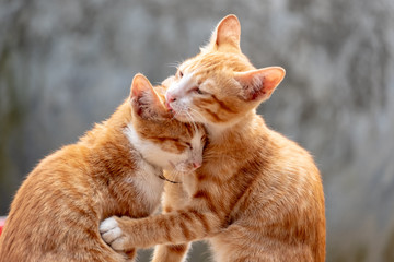 two cat playing