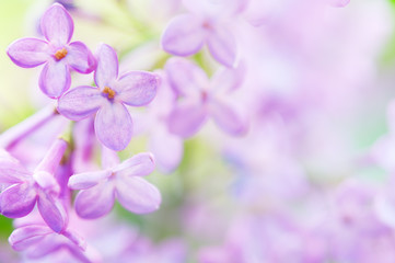 Fototapeta na wymiar Close-up of purple lilac (Syringa vulgaris) flowers. Selective focus and shallow depth of field.