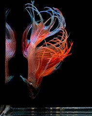 Siamese fighting fish , Betta splendens,Crowntail, red fish on a black background, Halfmoon Betta,