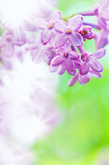 Close-up of purple lilac (Syringa vulgaris) flowers. Selective focus and shallow depth of field.