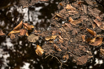water, spilled, leaf