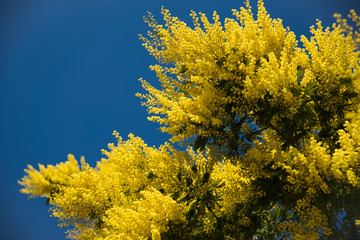 mimosa on branch and blue sky outdoor