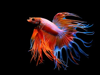 Fototapeta premium Siamese fighting fish , Betta splendens,Crowntail, red fish on a black background, Halfmoon Betta,