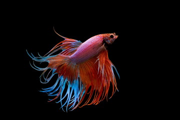 Fototapeta premium Siamese fighting fish , Betta splendens,Crowntail, red fish on a black background, Halfmoon Betta,