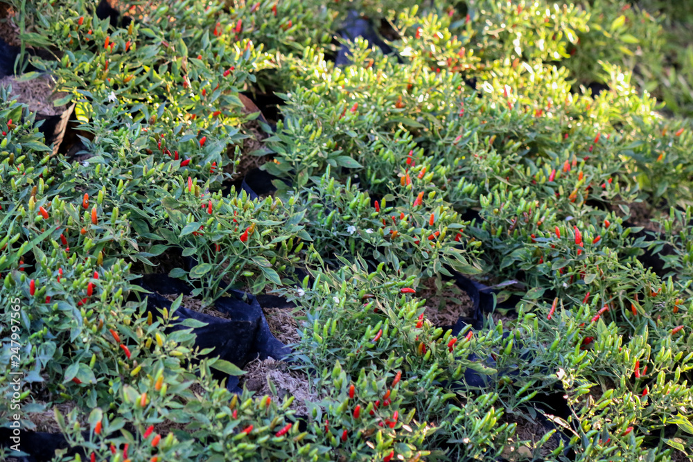 Canvas Prints Chilli Pepper at garden