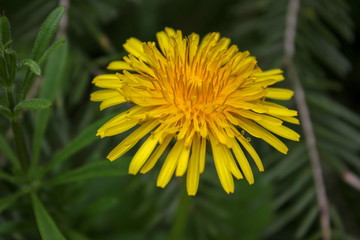 dandelion in grass
