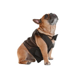 Funny French bulldog in elegant vest on white background