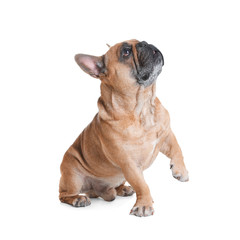 Obraz premium Cute French bulldog on white background. Funny pet