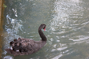 swan on lake