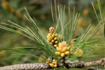 Pine bud
