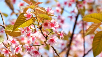 Wild Himalayan Cherry  in sky background