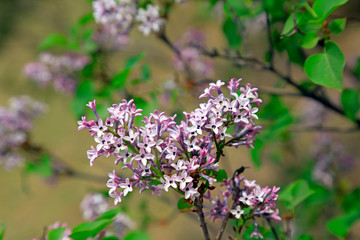 Obraz premium Lilac flower