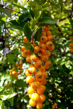 Vanillier de Cayenne