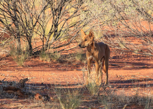 Wild dog Dingo in the wild nature, travel around Australia. Savannah. The Tanami Desert. Wildlife