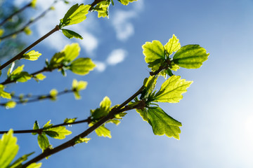 Young green leaves with sunlight shining through infront of a blue sky and fine white clouds