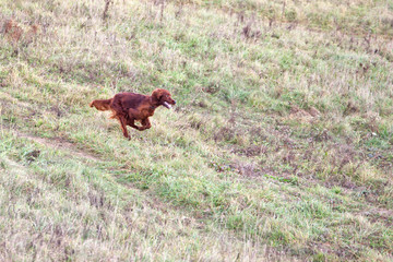 Dog breed Irish Setter running on the field in autumn. Coursing