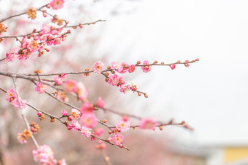 Selective focus pink cherry blossom sakura in japan winter time