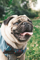 pug for a walk in the park