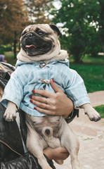 pug for a walk in the park