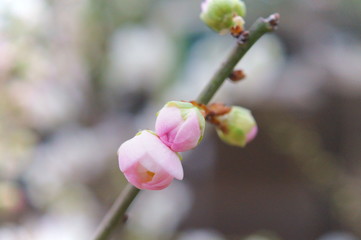 梅の花