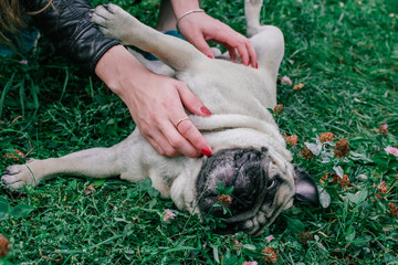 pug for a walk in the park