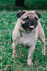 Obraz premium pug for a walk in the park