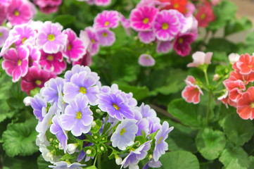 obconica Primrose flower