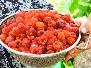 Fresh Raspberries background. Strawberry. Food background.Copy space. Top view, healthy food for breakfast. Eco, organic summer diet food. Ripe Raspberries from garden in a mug .Summer Raspberries . 