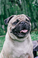 pug for a walk in the park