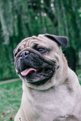 pug for a walk in the park