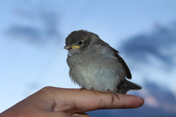 sparrow in a hand