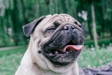 pug for a walk in the park