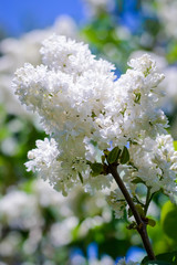 White lilac on background of blue sky
