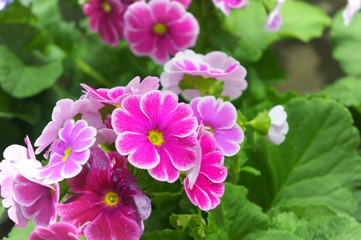 obconica Primrose flower