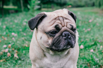 pug for a walk in the park
