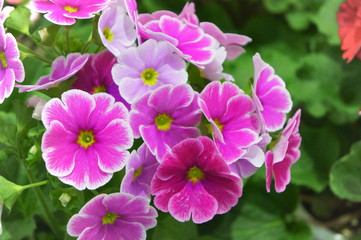 Fototapeta na wymiar obconica Primrose flower