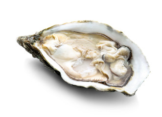 Fresh raw oyster on white background