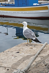 Italia Puglia Città di Gallipoli gabbiano