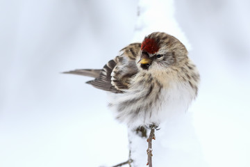 Common Redpoll in the tree