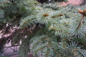 blue spruce twigs, needles, buds