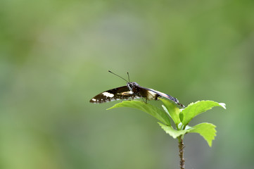 butterfly suck flower essence