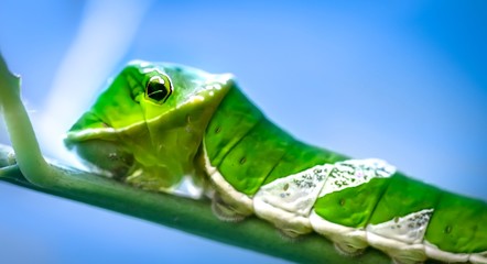 Raupe tropischer Schmetterlinge