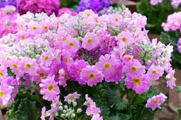 Primrose malacoides flower