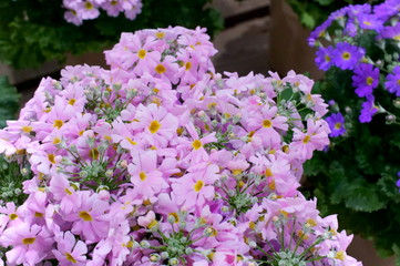 Primrose malacoides flower