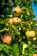 apples grows on a branch among the green foliage against a blue sky